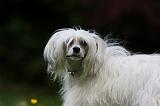 CHIEN NU CHINOIS 203